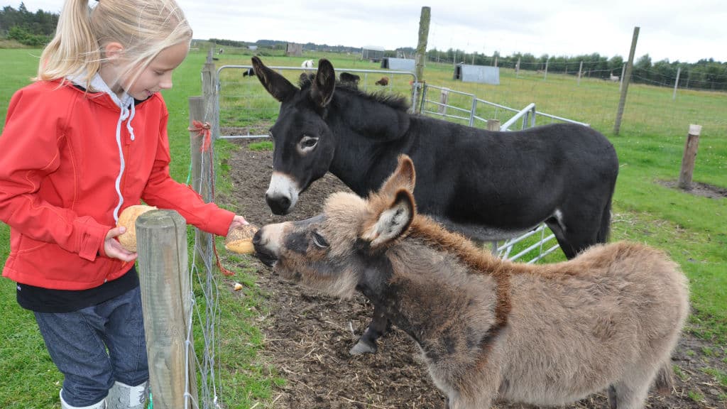 Fun-Park Hirtshals