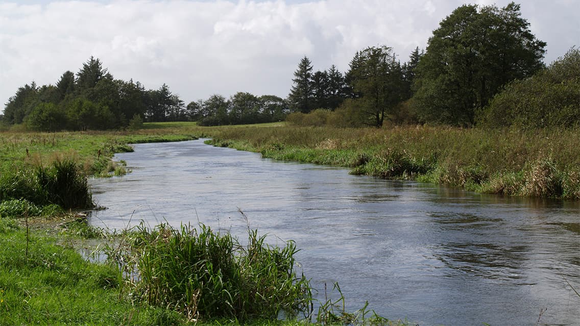 Kongeå – Angeln in der Nähe von Foldingbro