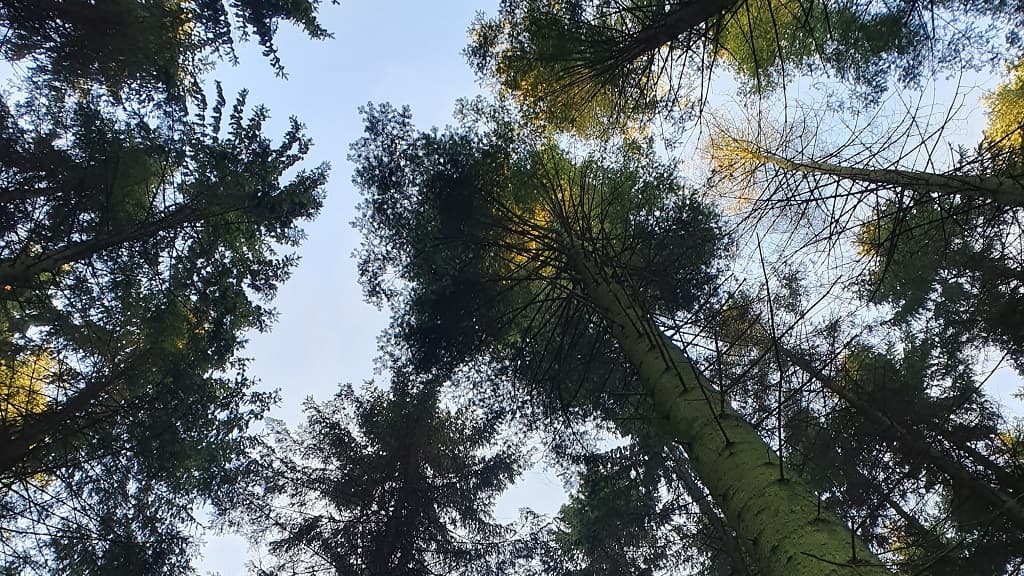 Der Garten der Giganten - Jætternes Baghave