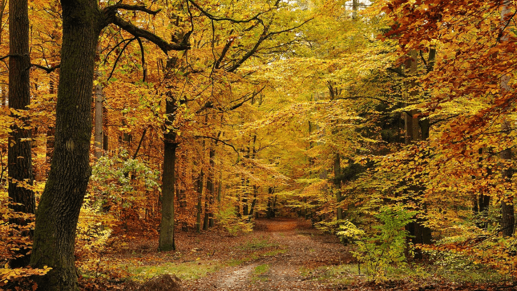 Hjertestien Kollund Skov